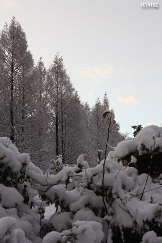 雪景色 冬 石川 金沢 キゴ山周辺